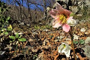 Anello del MONTE SAN MARTINO, sentinella della città di Lecco, l’11 gennaio 2020- FOTOGALLERY